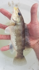 Tautogolabrus adspersus