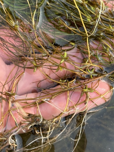 Image of Zannichellia palustris by no rights reserved