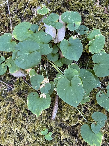 Howell's violet (Viola howellii)