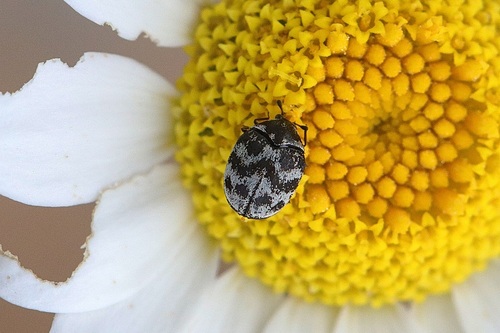 Anthrenus signatus