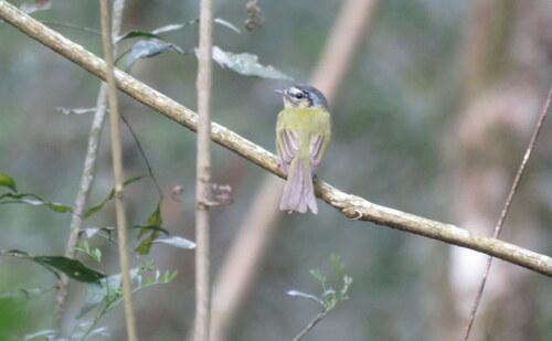 Southern Bristle Tyrant (Pogonotriccus eximius), photo 5