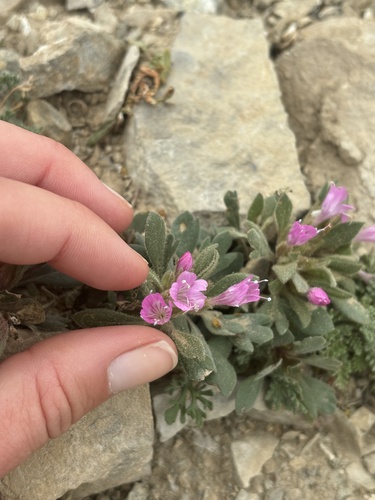 Image of Collomia debilis by (c) Emily, some rights reserved (CC BY)