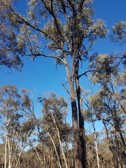 Eucalyptus tricarpa