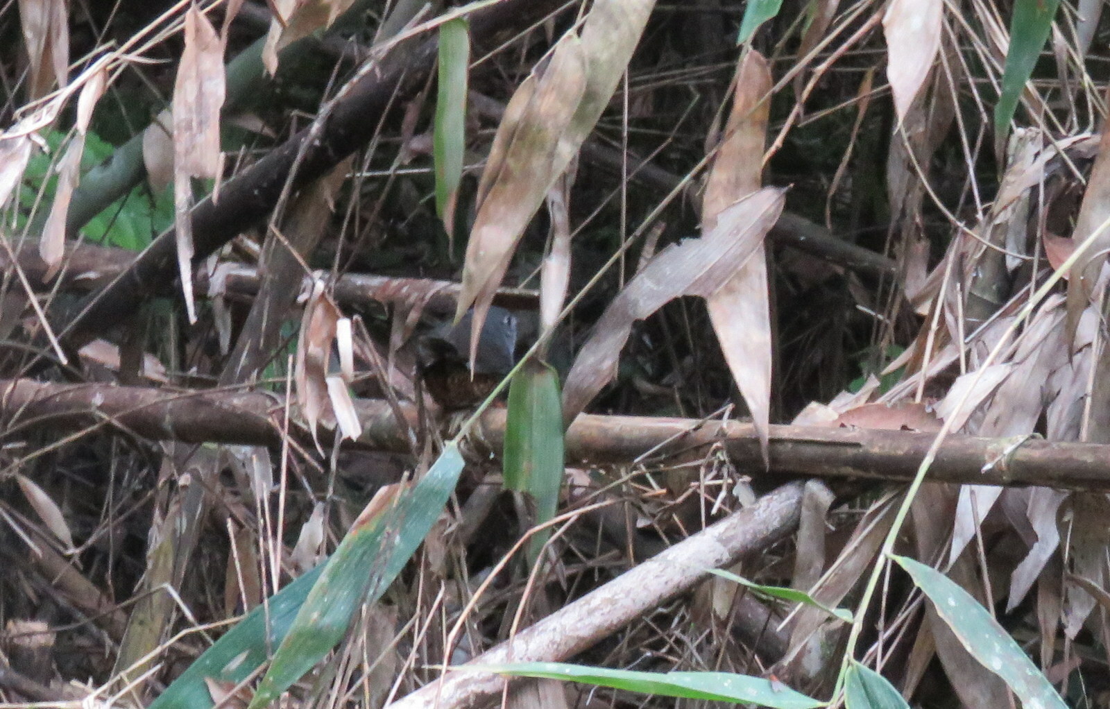 Planalto Tapaculo (Scytalopus pachecoi), photo 5