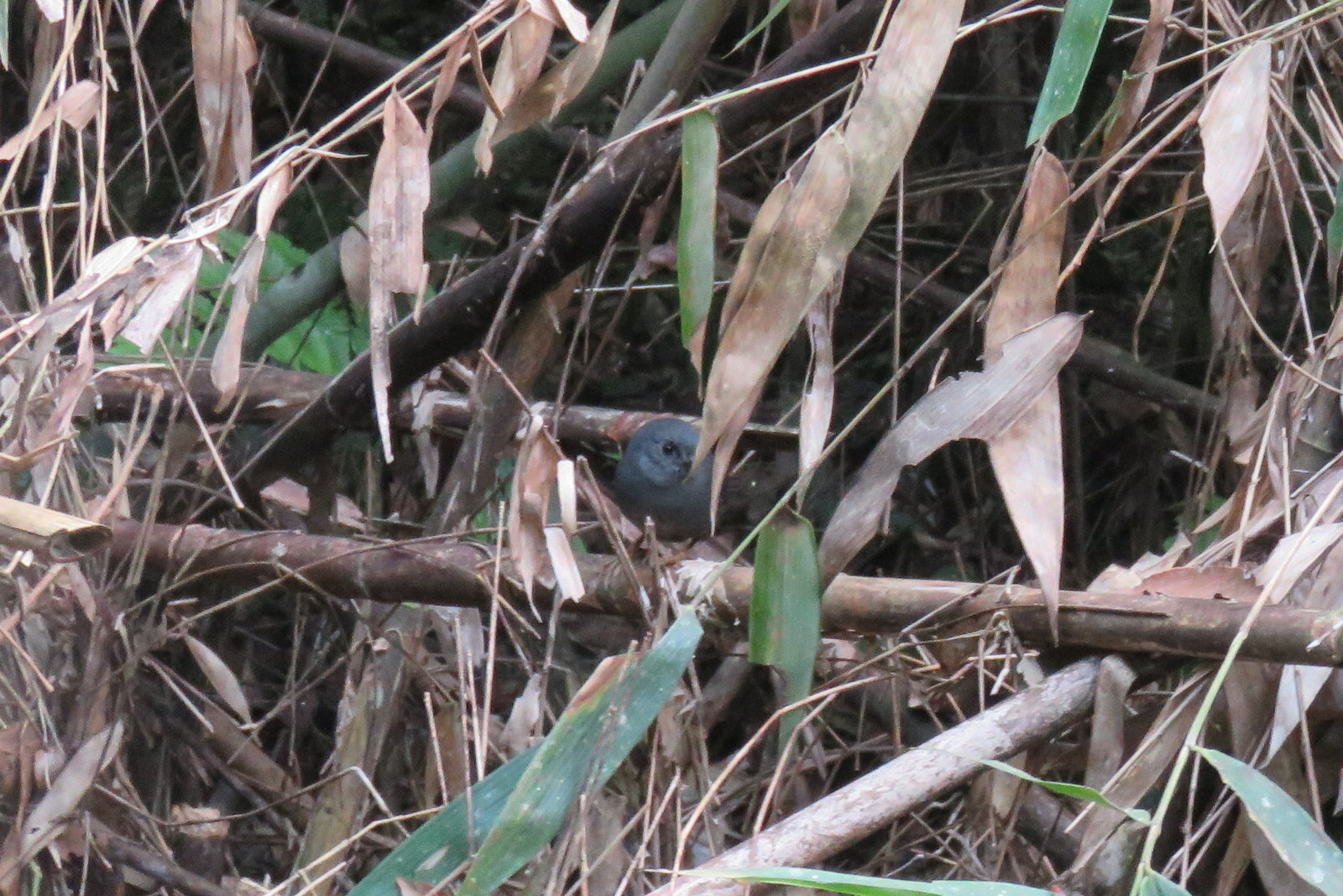 Planalto Tapaculo (Scytalopus pachecoi), photo 4