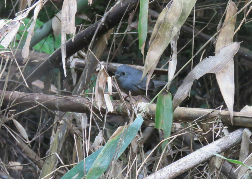 Planalto Tapaculo