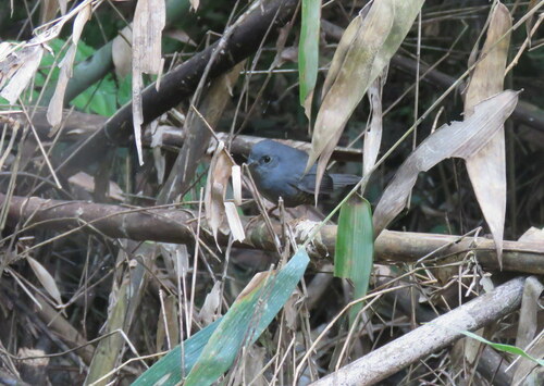Planalto Tapaculo (Scytalopus pachecoi), photo 8
