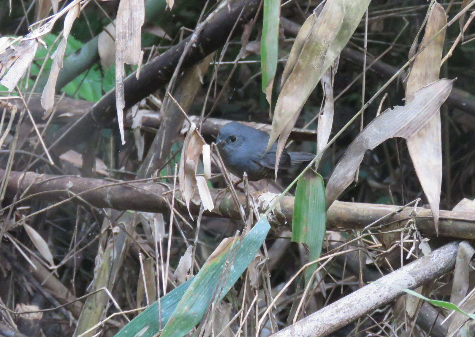 Planalto Tapaculo (Scytalopus pachecoi), photo 3