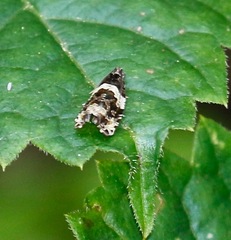 Olethreutes fasciatana
