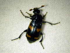 Nicrophorus sayi