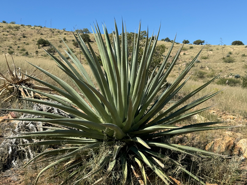 Agave palmeri