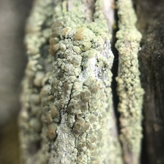 Lecanora symmicta
