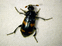 Nicrophorus sayi