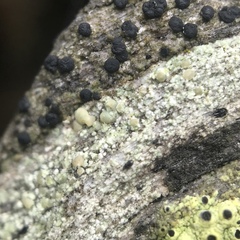 Lecanora symmicta
