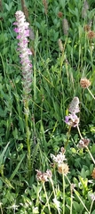 Pedicularis attollens