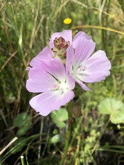 Sidalcea calycosa rhizomata