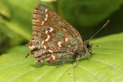 Callophrys hesseli