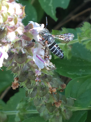 Megachilini