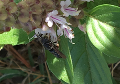Megachilini
