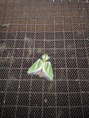Parasa euchlora