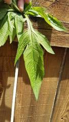 Ambrosia trifida