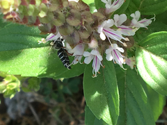 Megachilini
