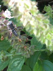 Megachilini