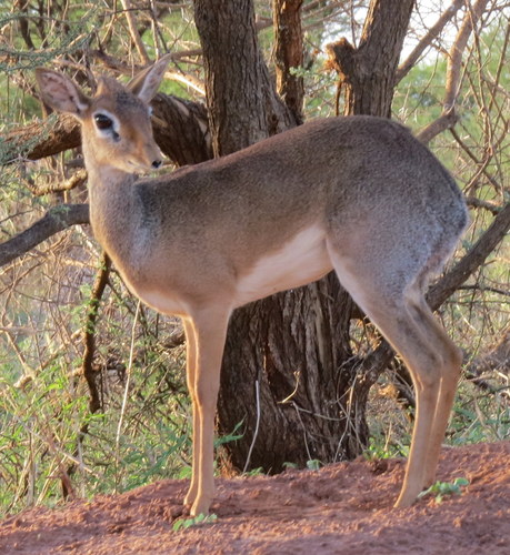 Hinde's Dik-dik