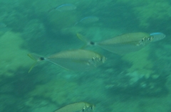 Chloroscombrus chrysurus