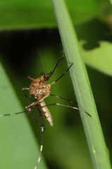 Aedes canadensis