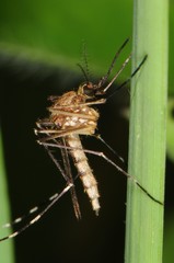 Aedes canadensis