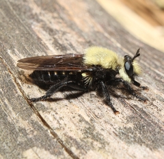 Laphria virginica