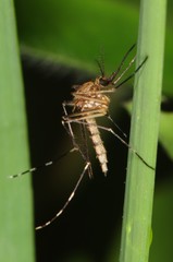 Aedes canadensis