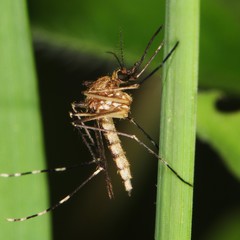 Aedes canadensis