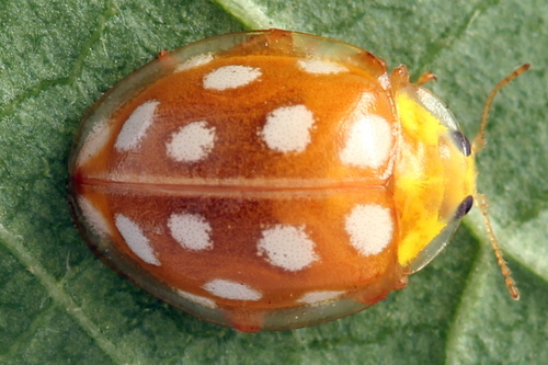 Orange Ladybird, photo 2 of 10