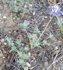 Lupinus lepidus