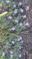 Lupinus lepidus