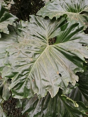 Thaumatophyllum undulatum