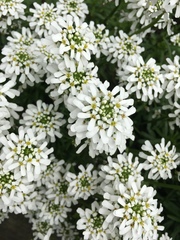 Iberis