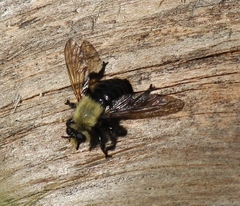 Laphria virginica
