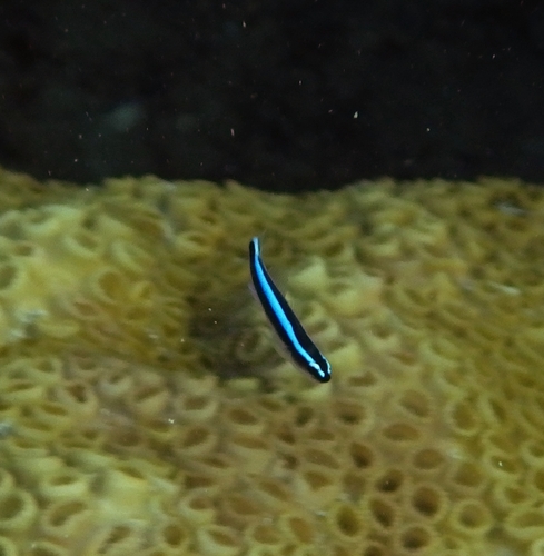 Neon goby (Elacatinus oceanops) — Gobiidae — 4