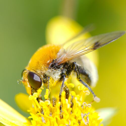 Sericomyia superbiens