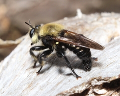 Laphria virginica
