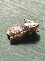Sciota subcaesiella