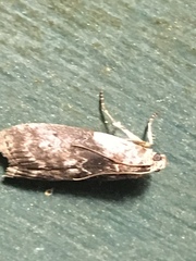 Sciota subcaesiella