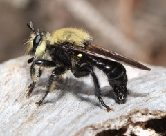 Laphria virginica