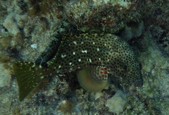 Epinephelus adscensionis