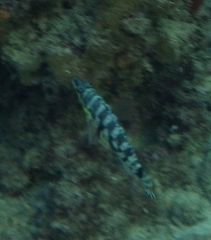Serranus tigrinus