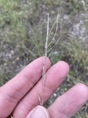 Aristida purpurea