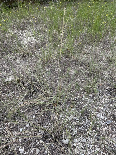 Aristida purpurea, photograph 1
